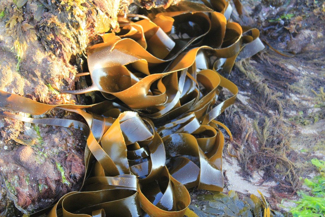Minermang | Kombu Kelp